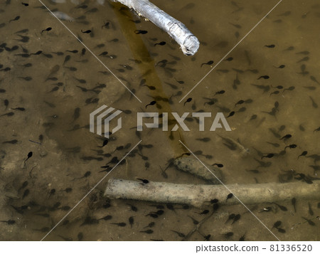 frog tadpole in a swamp frog tadpole in a swamp 81336520