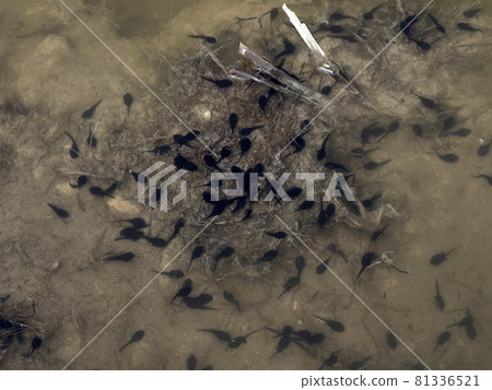 frog tadpole in a swamp frog tadpole in a swamp 81336521