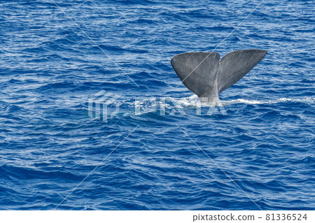 tail of Sperm Whale at sunset while diving 81336524
