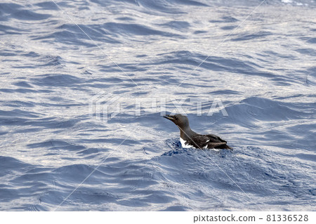 brunnich uria spotted in mediterranean sea ultra rare first sighting in 2021 81336528