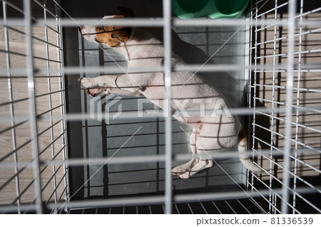 Sad dog Jack Russell Terrier lies in a cage. View from above 81336539