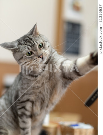 貓衝薩巴特拉貓 貓衝薩巴特拉貓 81336637