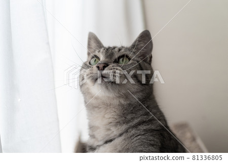 A cat of concern 81336805