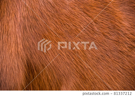 Horse fur close up background or texture Horse fur close up background or texture 81337212