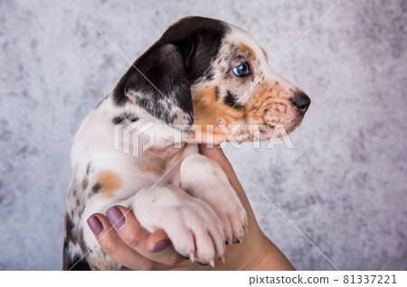 Louisiana Catahoula Leopard Dog puppy on hands 81337221