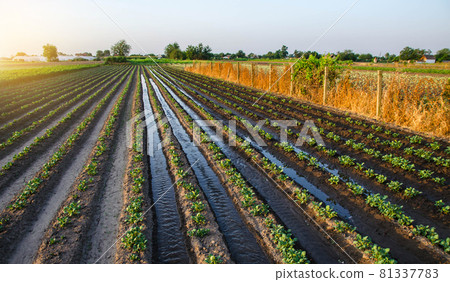 Watering the potato plantation. Water flows between rows of potato plants. Surface irrigation of crops. European farming. Agronomy. Moistening. Agriculture and agribusiness. Evening countryside Watering the potato plantation. Water flows between rows of potato plants. Surface irrigation of crops. European farming. Agronomy. Moistening. Agriculture and agribusiness. Evening countryside 81337783