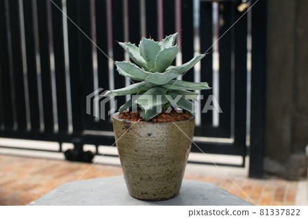 Agave Agave 81337822