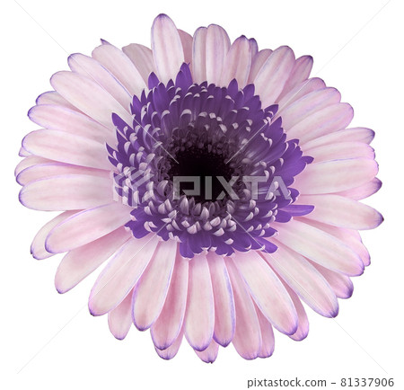 purple-pink gerbera flower, white isolated background. Closeup. For design. Nature. purple-pink gerbera flower, white isolated background. Closeup. For design. Nature. 81337906