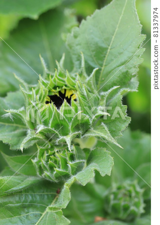 開花前的向日葵 81337974