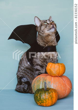 Cute funny tabby cat dressed as bat with black wings and orange pumpkins. Cute funny tabby cat dressed as bat with black wings and orange pumpkins. 81338152