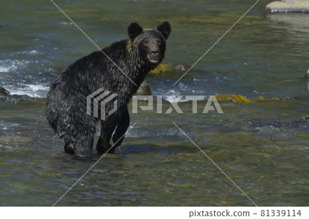 Brown bear Brown bear 81339114