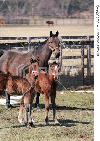 Thoroughbred parent and child Thoroughbred parent and child 81339445