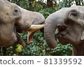 Elephant couple 81339592