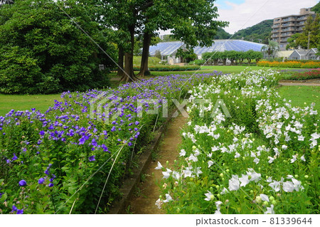 1244年8月鎌倉（桔梗），桔梗科，大船花卉中心 81339644