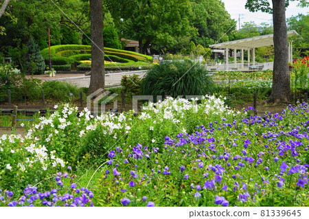 August 1243 Kamakura (Platycodon grandiflorum), Bellflower family, Ofuna Flower Center August 1243 Kamakura (Platycodon grandiflorum), Bellflower family, Ofuna Flower Center 81339645
