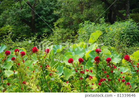 August 1242 Celosia (chicken head), Amaranthaceae, Ofuna Flower Center 81339646