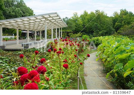 1241年8月天竺葵（雞頭），莧科，大船花卉中心 81339647