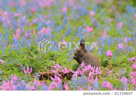 [北海道] Ezoris 和 Katakuri 花 81339697