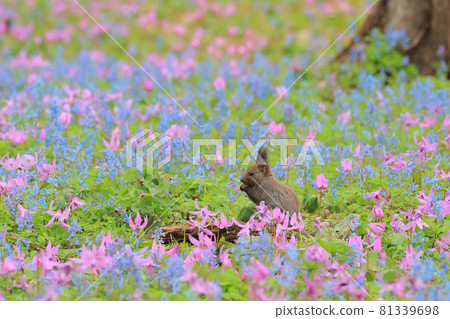 [Hokkaido] Ezoris and Katakuri flowers 81339698