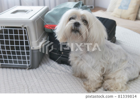 Dog Maltese carrier with luggage 81339814