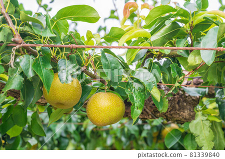Orchard pear Matsumoto City Orchard pear Matsumoto City 81339840