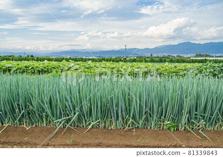 Rural scenery of Yamagata village in summer Rural scenery of Yamagata village in summer 81339843