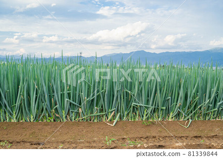 Rural scenery of Yamagata village in summer Rural scenery of Yamagata village in summer 81339844