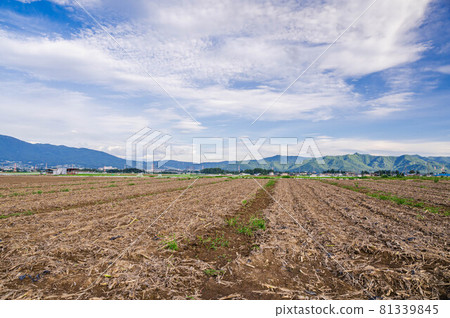 Plateau vegetable field where corn is finished 81339845