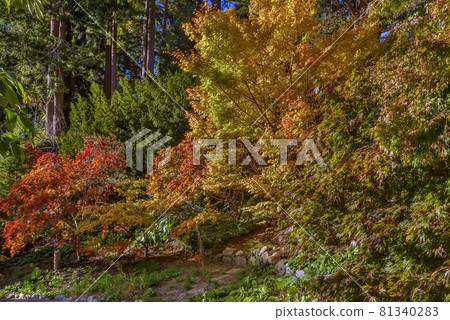 Powerscourt park, Ireland 81340283