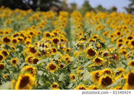 Tourist farm Hanahiroba Sunflower 81340424