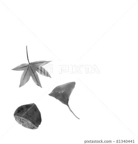 Illustration of chestnut, maple and ginkgo (hand-drawn ink illustration) Illustration of chestnut, maple and ginkgo (hand-drawn ink illustration) 81340441
