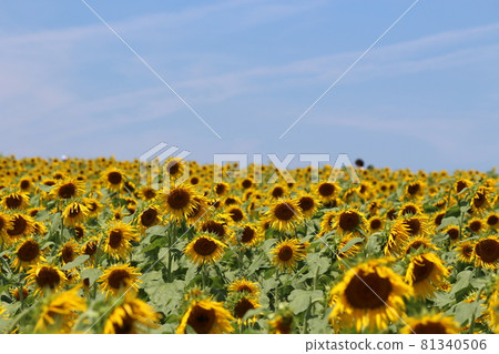 Tourist farm Hanahiroba Sunflower Tourist farm Hanahiroba Sunflower 81340506