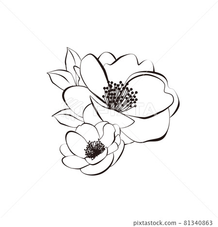 Camellia illustration line drawing Camellia illustration line drawing 81340863