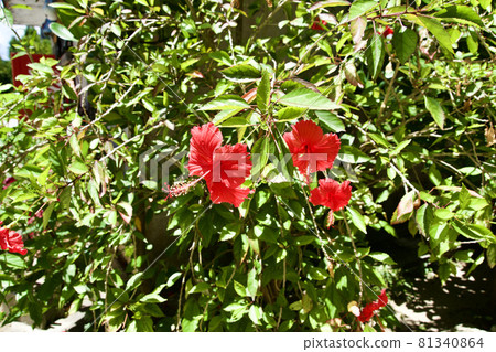 紅芙蓉 紅芙蓉 81340864
