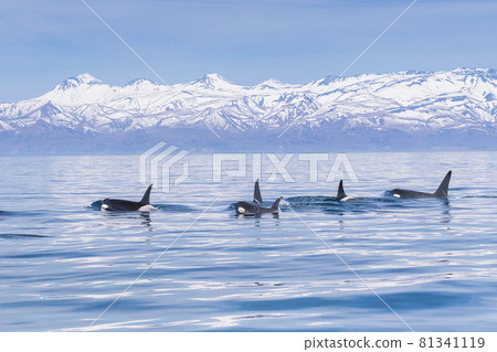 [Hokkaido] Wild orca migrating to the sea in Shiretoko (off the coast of Rausu, Hokkaido) 81341119