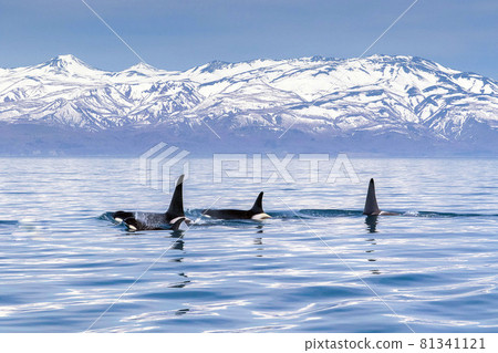 [北海道] 野生虎鯨遷徙到知床的大海（北海道羅臼近海） 81341121