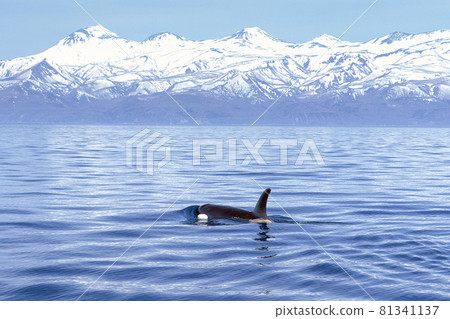 [Hokkaido] Wild orca migrating to the sea in Shiretoko (off the coast of Rausu, Hokkaido) 81341137