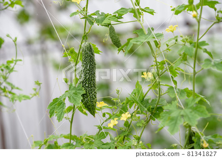 Home garden bitter gourd cultivation Home garden bitter gourd cultivation 81341827