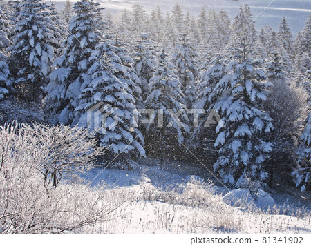 Diamond dust Kirigamine plateau, Nagano prefecture Diamond dust Kirigamine plateau, Nagano prefecture 81341902