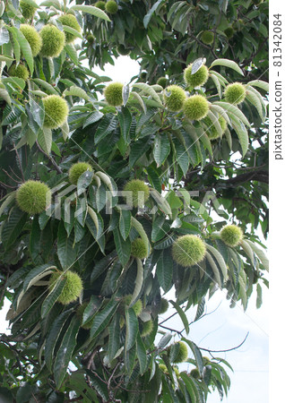 未成熟的栗子果實 81342084