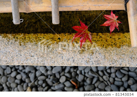 秋天的樹葉 秋天的樹葉 81343034