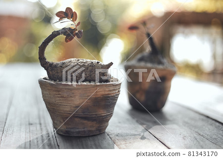 Beautiful small tree in clay pots Beautiful small tree in clay pots 81343170
