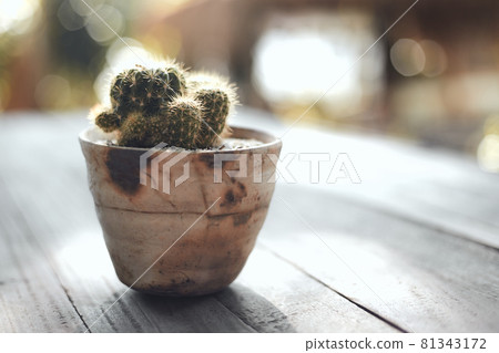Beautiful small tree in clay pots Beautiful small tree in clay pots 81343172