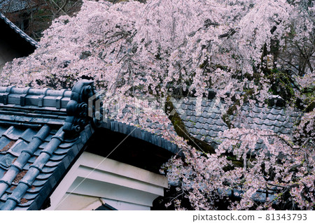Photographing the cherry blossoms at Jurinji Temple in Oharano, Nishikyo-ku, Kyoto Photographing the cherry blossoms at Jurinji Temple in Oharano, Nishikyo-ku, Kyoto 81343793