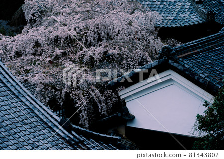 拍攝京都西京區大原野十輪寺的櫻花 拍攝京都西京區大原野十輪寺的櫻花 81343802
