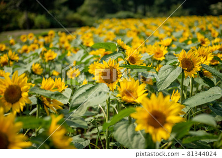 Sunflower sunflower Sunflower sunflower 81344024