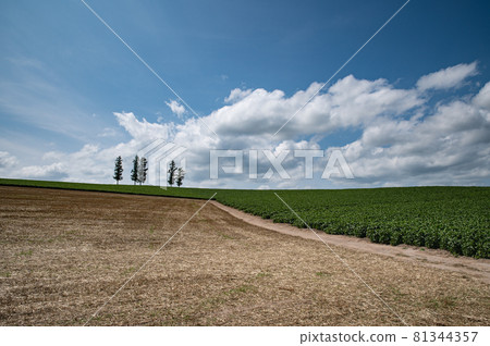 August Biei Summer Cloud Mild Seven Hills 81344357