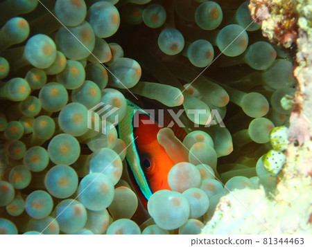Clark's anemone protected by crushed sea anemones Clark's anemone protected by crushed sea anemones 81344463
