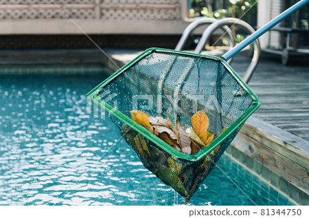 Cleaning swimming pool of fall leaves with skimmer. Cleaning swimming pool of fall leaves with skimmer. 81344750
