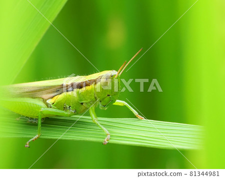 Locust locust Locust locust 81344981